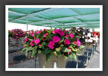 Impatiens New Guinea Paradise Fuchsia_6317