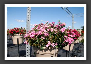 Dianthus Elation Pink Bicolor_6127