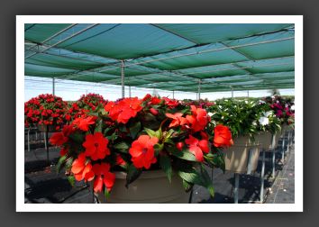 Impatiens New Guinea Pure Beauty Bright Orange_6319