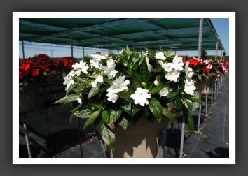 Impatiens New Guinea Tamarinda White_6323