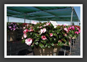 Impatiens New Guinea Tamarinda Light Pink_6327