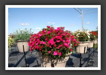 Dianthus Elation Rose_6128