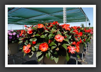 Impatiens New Guinea ColorPower Electric Orange_6329