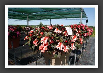 Impatiens New Guinea ColorPower Orange Flame_6332