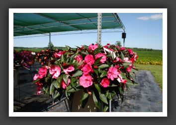 Impatiens New Guinea Infinity Dark Pink_6335