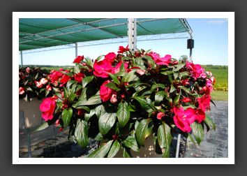 Impatiens New Guinea Infinity Ruby Flash_6336