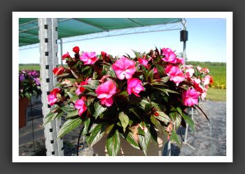 Impatiens New Guinea Infinity Blushing Lilac_6337
