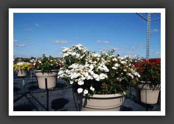 Dianthus Elation White_6129