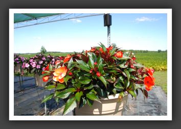 Impatiens New Guinea Infinity Orange_6339