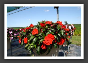 Impatiens New Guinea Infinity Scarlet_6340
