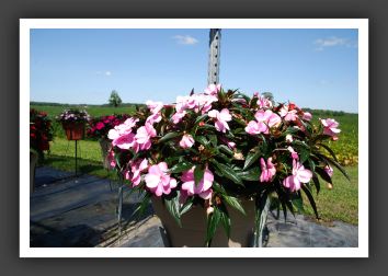 Impatiens New Guinea Infinity Pink Kiss_6341