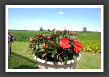 Impatiens New Guinea Infinity Red_6343