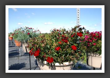 Dianthus Elation Crimson_6131
