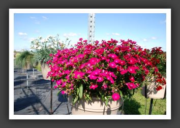 Dianthus Elation Violet_6132