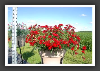 Dianthus Elation Red_6133