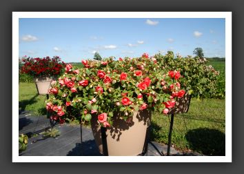 Impatiens Double Double Up Orange_6135