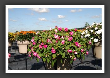 Impatiens Silhouette Pink 06_6109