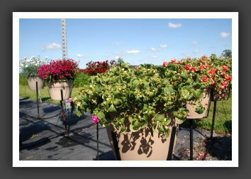 Impatiens  Double Double Up Violet_6136