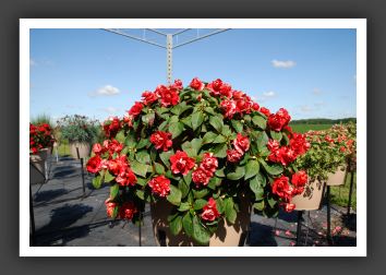 Impatiens  Double Double Up Red_6137