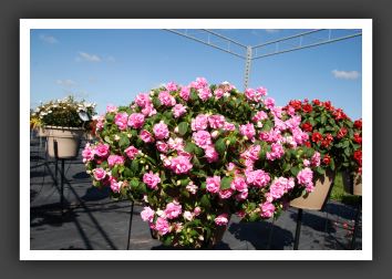 Impatiens  Double Double Up Deep Pink_6138