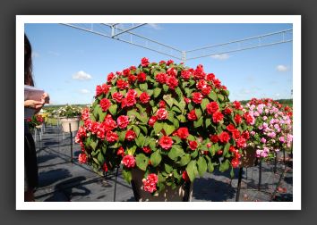 Impatiens Double Rockapulco Red_6139
