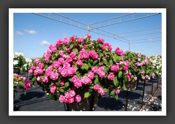 Impatiens Double Rockapulco Rose_6143