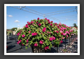 Impatiens Double Rockapulco Purple_6144