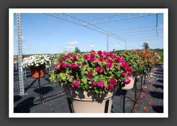 Impatiens Double Fiesta Ole Purple_6147