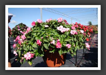 Impatiens Trailing Fanfare Pink Sparkle_6149