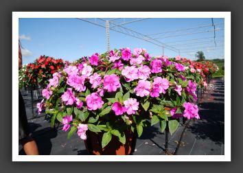 Impatiens Trailing Fanfare Orchid_6150