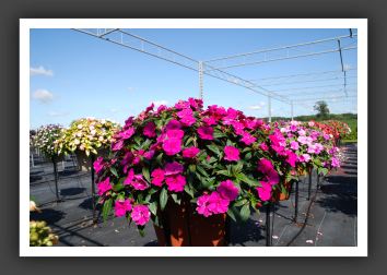 Impatiens Trailing Fanfare Fuchsia Imp_6151