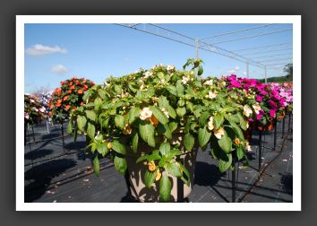 Impatiens Exoctic Fusion Sunset_6152