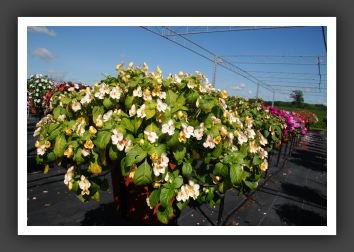Impatiens Exoctic Fusion Glow Imp_6153
