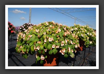 Impatiens Exoctic Fusion Radiance_6154