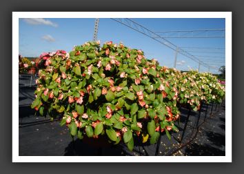 Impatiens Exoctic Fusion Infrared_6155