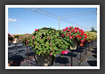 Impatiens Silhouette Rose 06_6158
