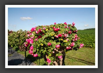 Impatiens Double Double Up Rose_6160