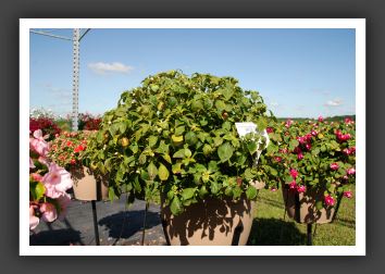 Impatiens Double Double Up Passion_6161