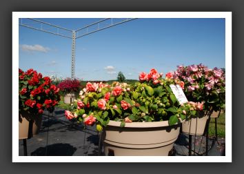 Impatiens Double Fiesta Ole Peach Sorbet_6162