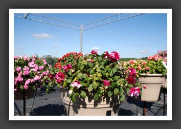 Impatiens Double Fiesta Ole Purple Stripe_6163