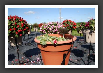 Impatiens Double Fiesta Pink Frost_6164