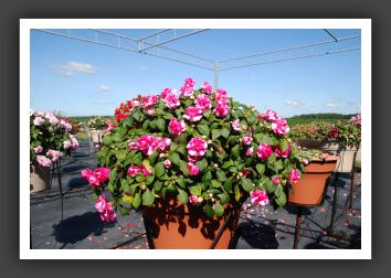 Impatiens Double Fiesta Sparkler Hot Pink_6165