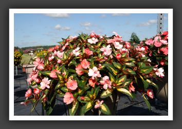 Impatiens SunPatiens Vigorous Coral_6112