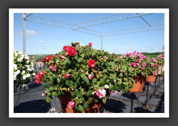 Impatiens Double Fiesta Sparkler Cherry_6166