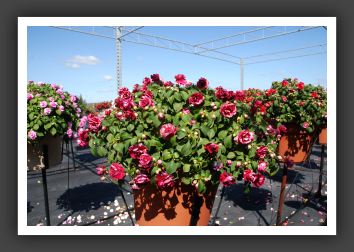 Impatiens Double Fiesta Burgundy_6167
