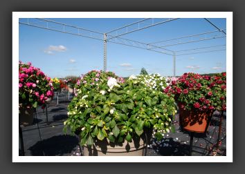 Impatiens Double Fiesta Ole Frost_6168