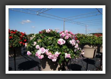 Impatiens Double Fiesta Appleblossom_6170