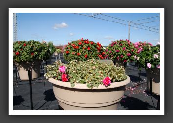 Impatiens Double Fiesta Ole Peppermint_6171