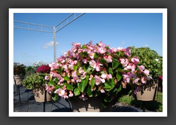 Begonia Voumia_6172