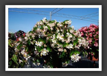 Begonia Baby Wing_6174